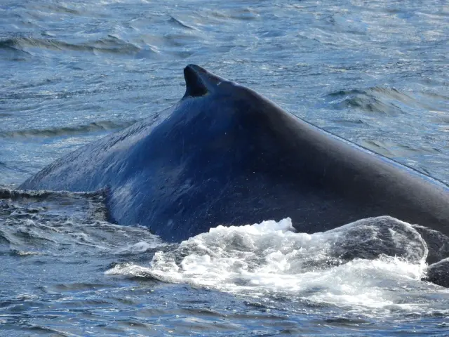 夢占い クジラがジャンプする夢の意味とは 打ち上げられるなど状況別で解説 占いconnect